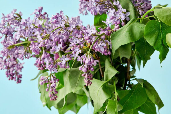 beautiful spring lilac flowers isolated on blue