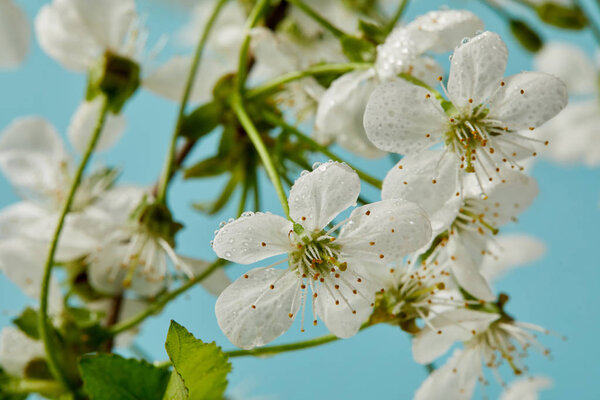 Primer plano de hermosa flor de cerezo aislado en azul — Imagen de stock Primer Plano Hermosa Flor Cerezo Aislado Azul Imagen De Stock