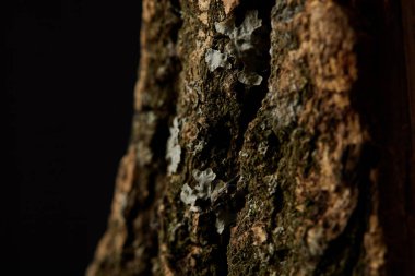 Close up shot of tree bark isolated on black background clipart