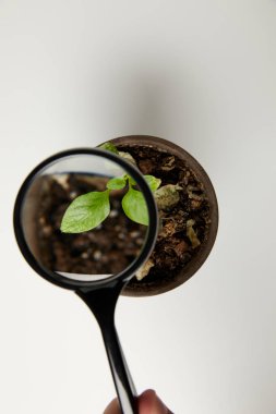 top view through magnifying glass at green plant in pot on grey  clipart