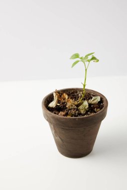 close-up view of single green plant and dried leaves on soil in pot on grey clipart