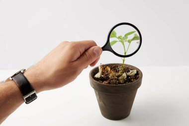partial view of person holding magnifying glass and green plant in pot on grey  clipart