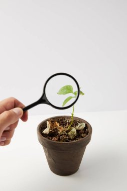 close-up view of person holding magnifying glass and green plant in pot on grey  clipart
