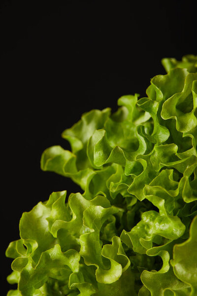 close-up shot of fresh lettuce leaves isolated on black