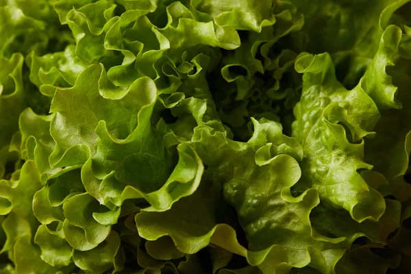 Full Frame Shot Ripe Lettuce Leaves — Stock Photo, Image