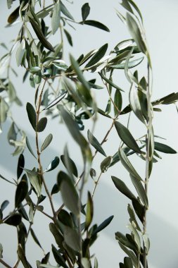 zeytin dalı ile gölge beyaz duvar önünde closeup görüntü 