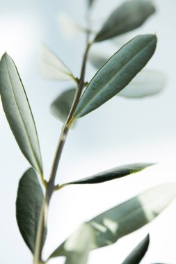 portre resim zeytin dalı yaprağı üzerinde arka plan bulanık