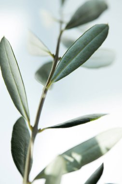 closeup image of leaves of olive branch on blurred background clipart