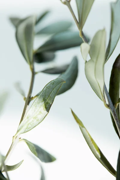 Zeytin Dalı Yapraklarda Arka Plan Bulanık Görünümünü Kapat — Stok fotoğraf