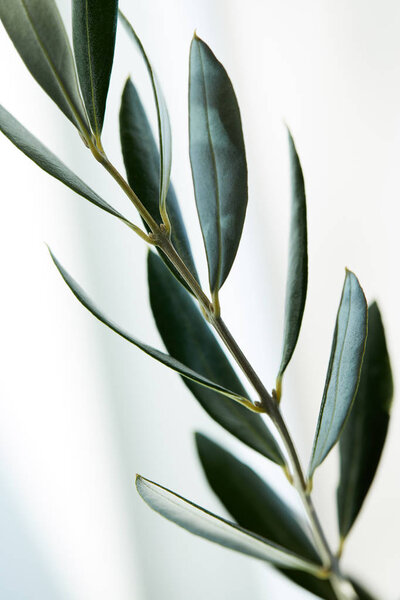 закрыть вид листьев оливковой ветви на размытом фоне
