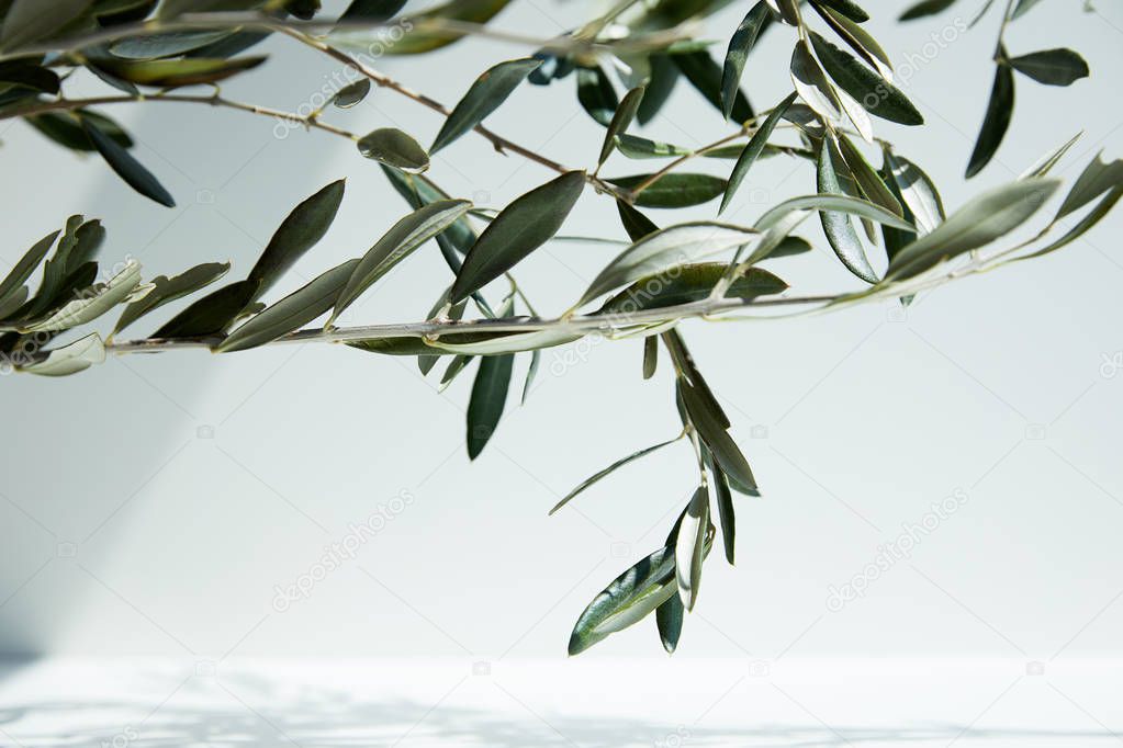 close up view of olive branches in front of white wall with shadow 
