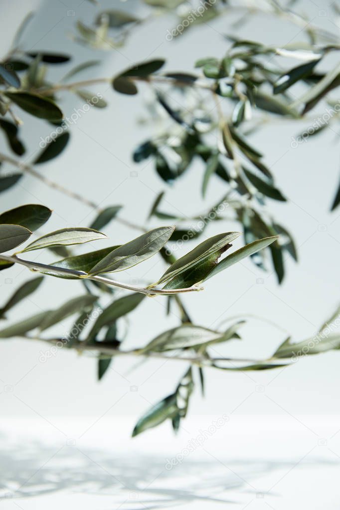 olive branches over white surface with shadow of leaves