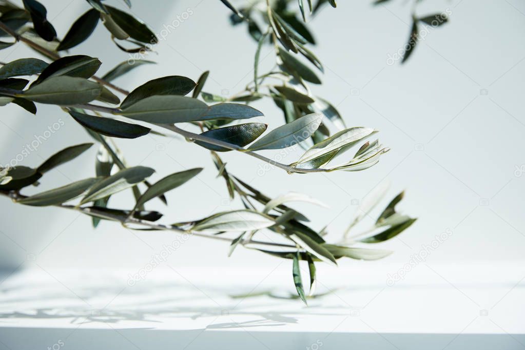 close up view of olive branches over white surface with shadow of leaves