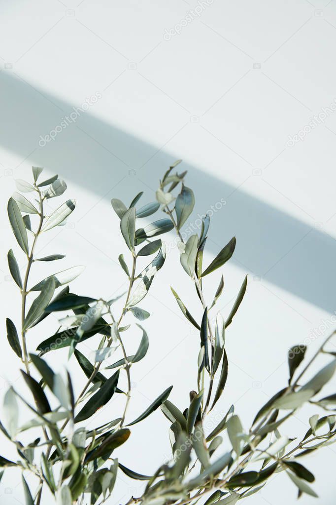 olive branches in front of white wall with shadow 