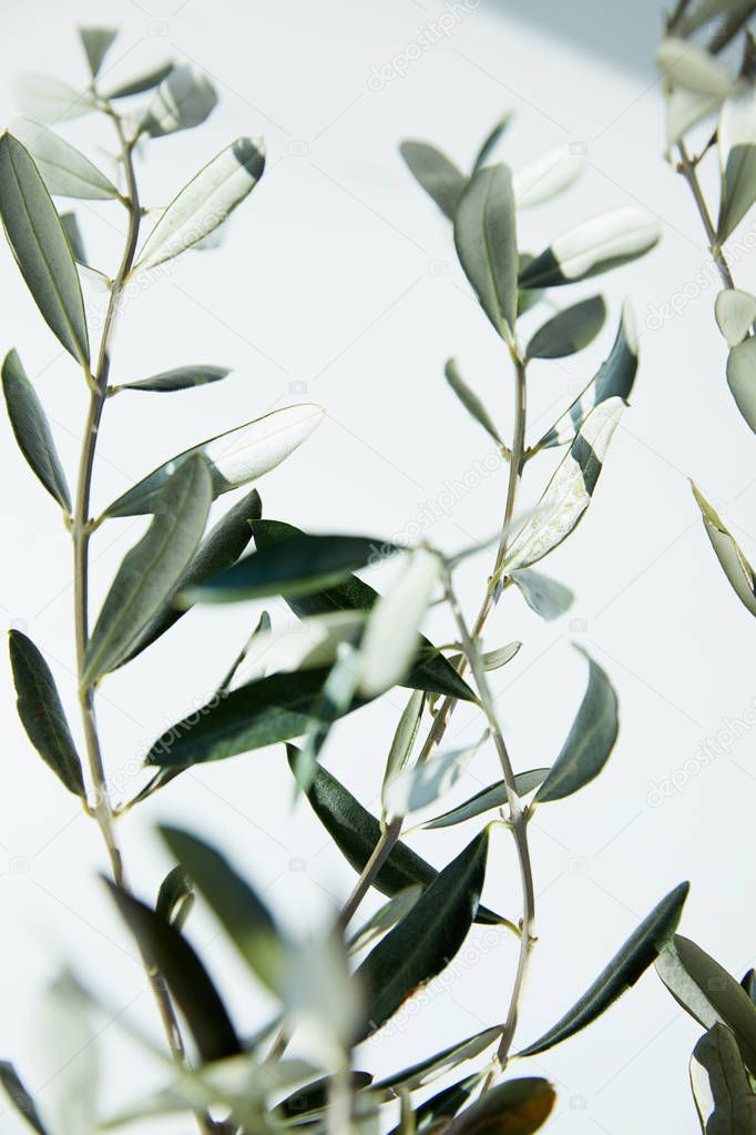 close up view of leaves of olive branches in front of white wall 
