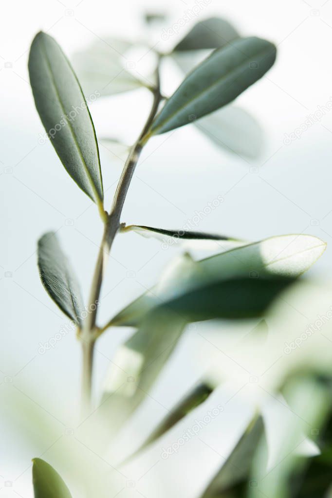 close up shot of leaves of olive branch on blurred background