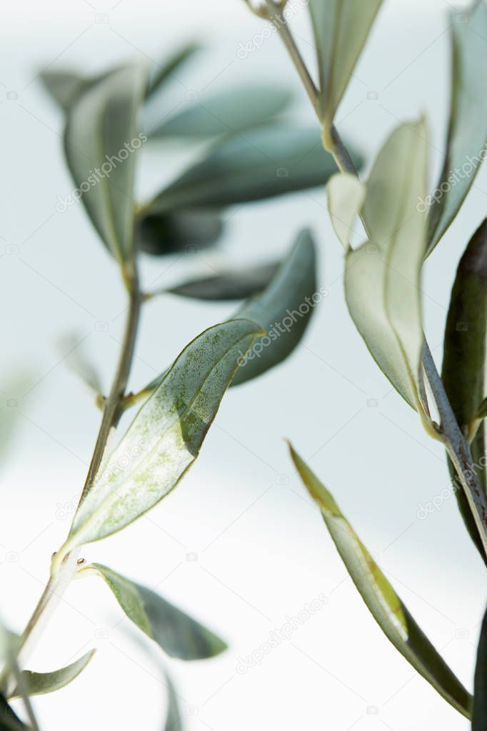 close up view of leaves of olive branch on blurred background