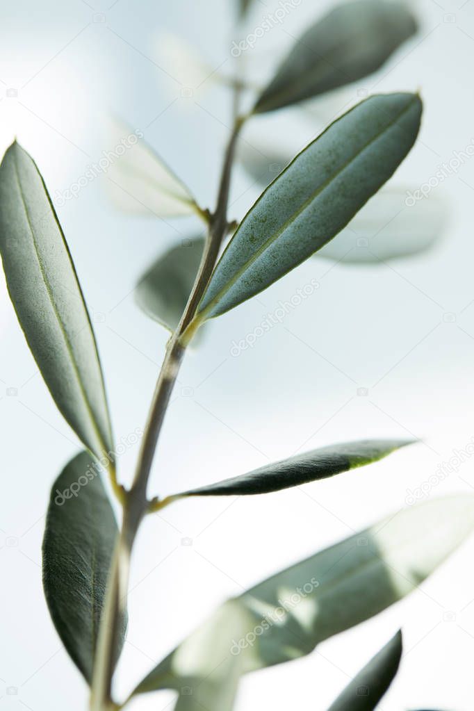 closeup image of leaves of olive branch on blurred background