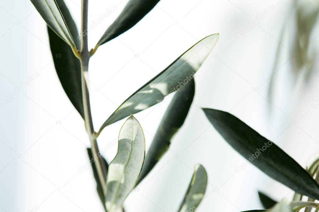 closeup shot of leaves of olive branch on blurred background