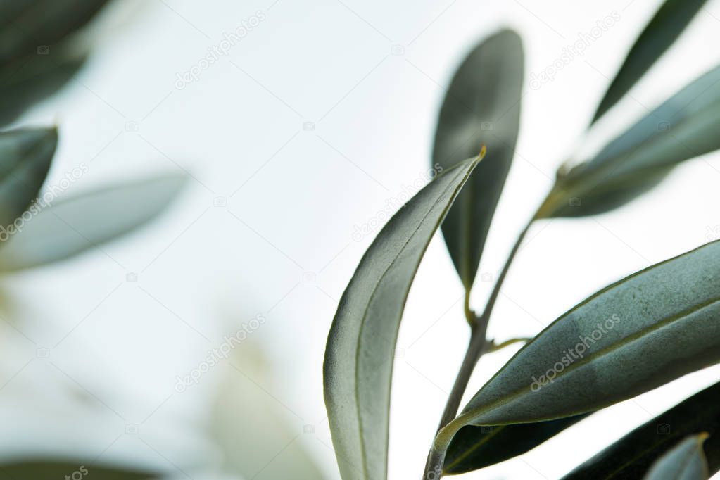 close up view of leaves of olive branch on blurred background