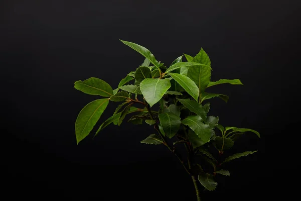 Vista Cerca Planta Con Hojas Verdes Sobre Fondo Pared Negro —  Fotos de Stock