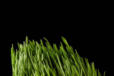 close up view of spirulina grass isolated on black background  clipart