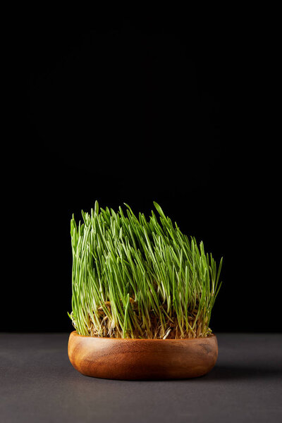 spirulina grass in wooden bowl on black background 