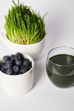 spirulina, spirulina çim ve gri arka plan üzerinde yaban mersini ile bardak taze içki 