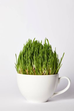 Spirulina çim üzerinde gri arka plan izole Kupası 