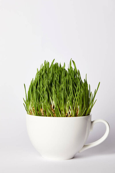 spirulina grass in cup isolated on grey background 