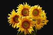 krásné zářivě žluté slunečnice kytice, izolované na černém