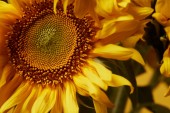 Detailní záběr pozadí s krásné žluté slunečnice 