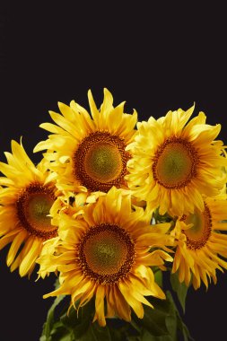 beautiful yellow sunflower bouquet, isolated on black clipart