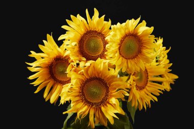 beautiful bright yellow sunflower bouquet, isolated on black clipart