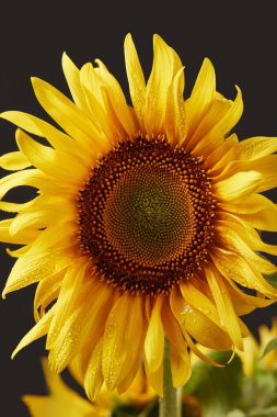 wet bright yellow sunflower, isolated on black clipart