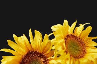 beautiful bouquet with yellow sunflowers, isolated on black clipart