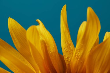 damla mavi izole sarı ayçiçeği yaprakları üzerinde