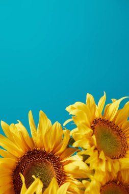 mavi kopya alanı ile izole parlak sarı ayçiçeği buket