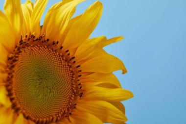 mavi izole güzel sarı ayçiçeği, yakın çekim
