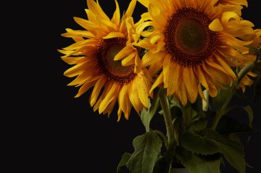 summer bouquet with yellow sunflowers, isolated on black clipart