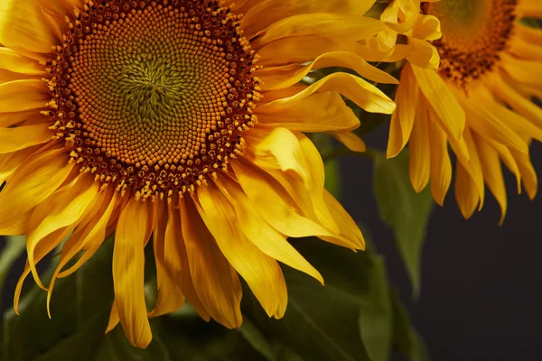 Dunkler Hintergrund Mit Schönen Gelben Sonnenblumen Auf Schwarz — Stockfoto