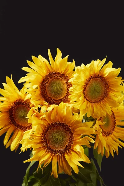 Schöner Gelber Sonnenblumenstrauß Isoliert Auf Schwarz — Stockfoto