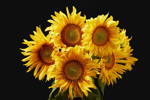 beautiful bright yellow sunflower bouquet, isolated on black
