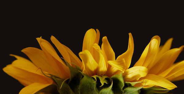 side view of yellow sunflower petals, isolated on black