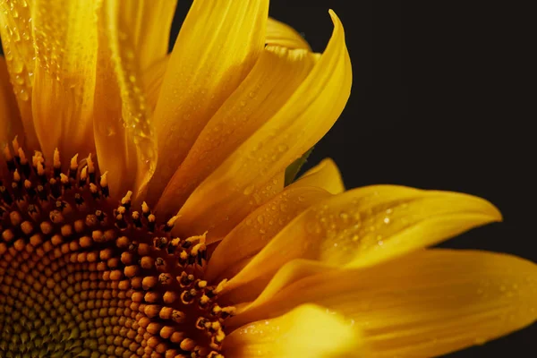 Gros Plan Pétales Tournesol Orange Humide Isolés Sur Noir — Photo