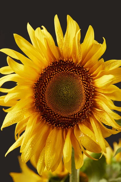 Natte Helder Gele Zonnebloem Geïsoleerd Zwart — Stockfoto