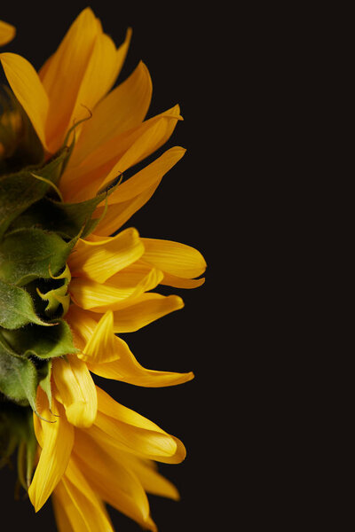 rear view of yellow sunflower with petals, isolated on black
