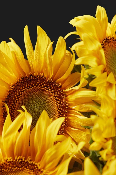 Schöner Hintergrund Mit Gelben Sonnenblumen Isoliert Auf Schwarz — Stockfoto