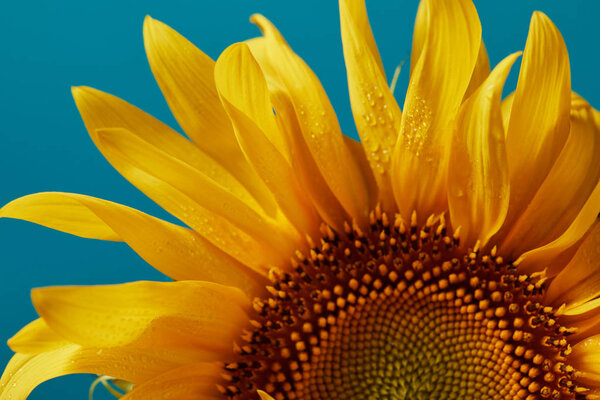 close up of beautiful wet yellow sunflower, isolated on blue