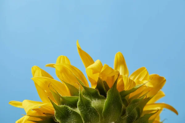 Achteraanzicht Van Mooie Gele Zonnebloem Geïsoleerd Blauw — Stockfoto